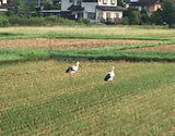 Reduced pesticide Koshihikari rice (brown rice)